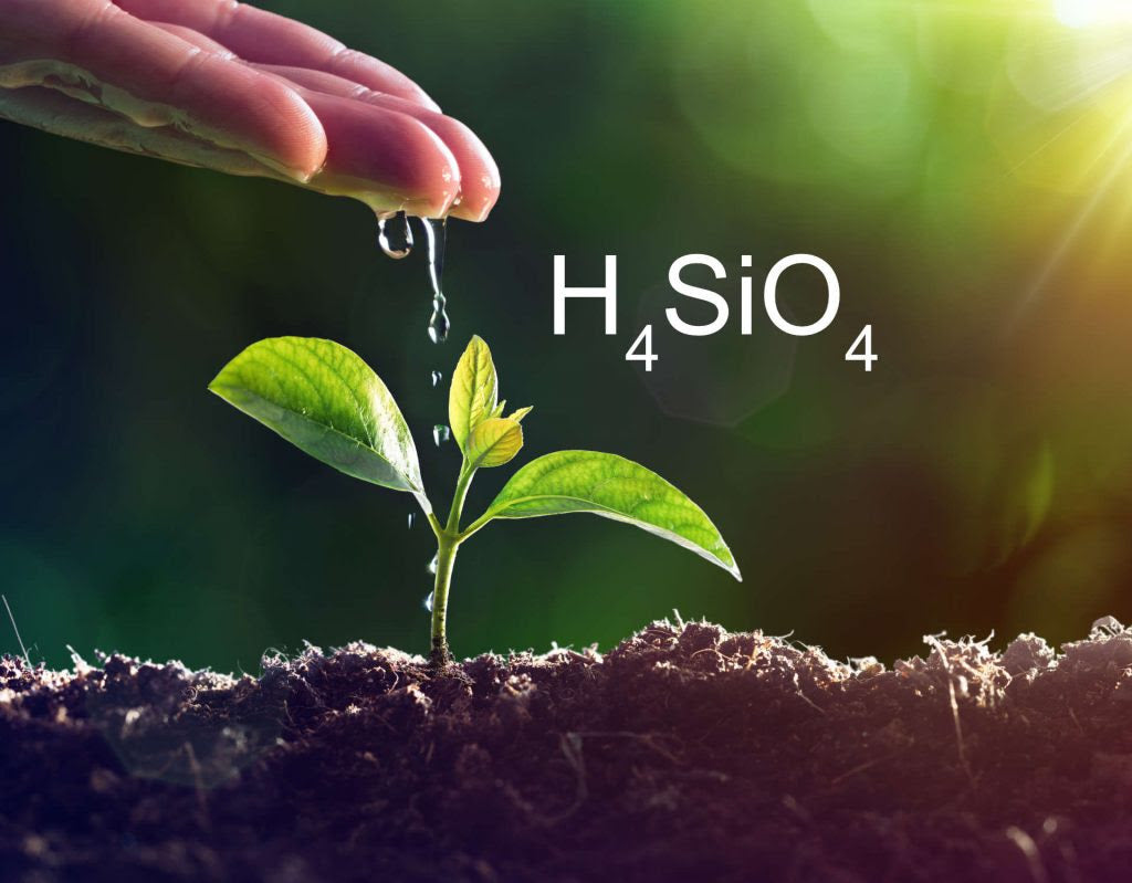 Grower's Notes: La importancia del Silicio - Pachamama Indoor Farming Culture