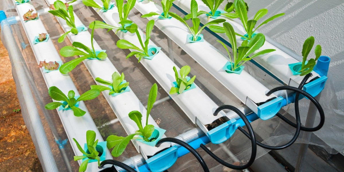 Guía visual para identificar plagas comunes en CR - Pachamama Indoor Farming Culture