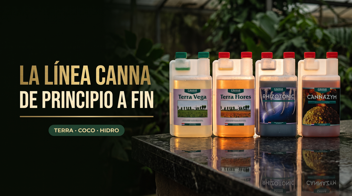 Cuatro botellas de la línea CANNA con luz de contorno sobre una superficie oscura