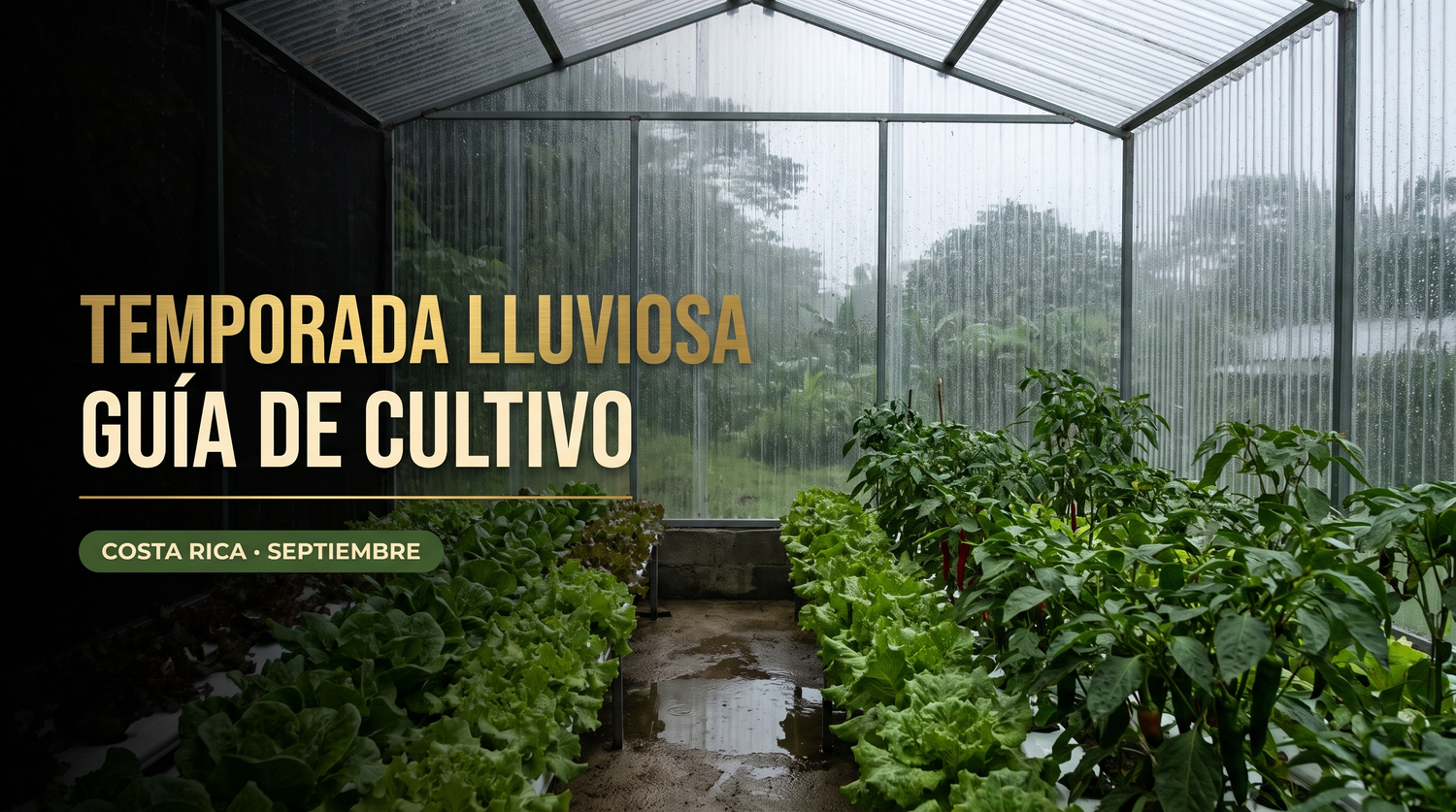 Lluvia cayendo sobre el plástico de un invernadero con cultivo de hoja verde y chile