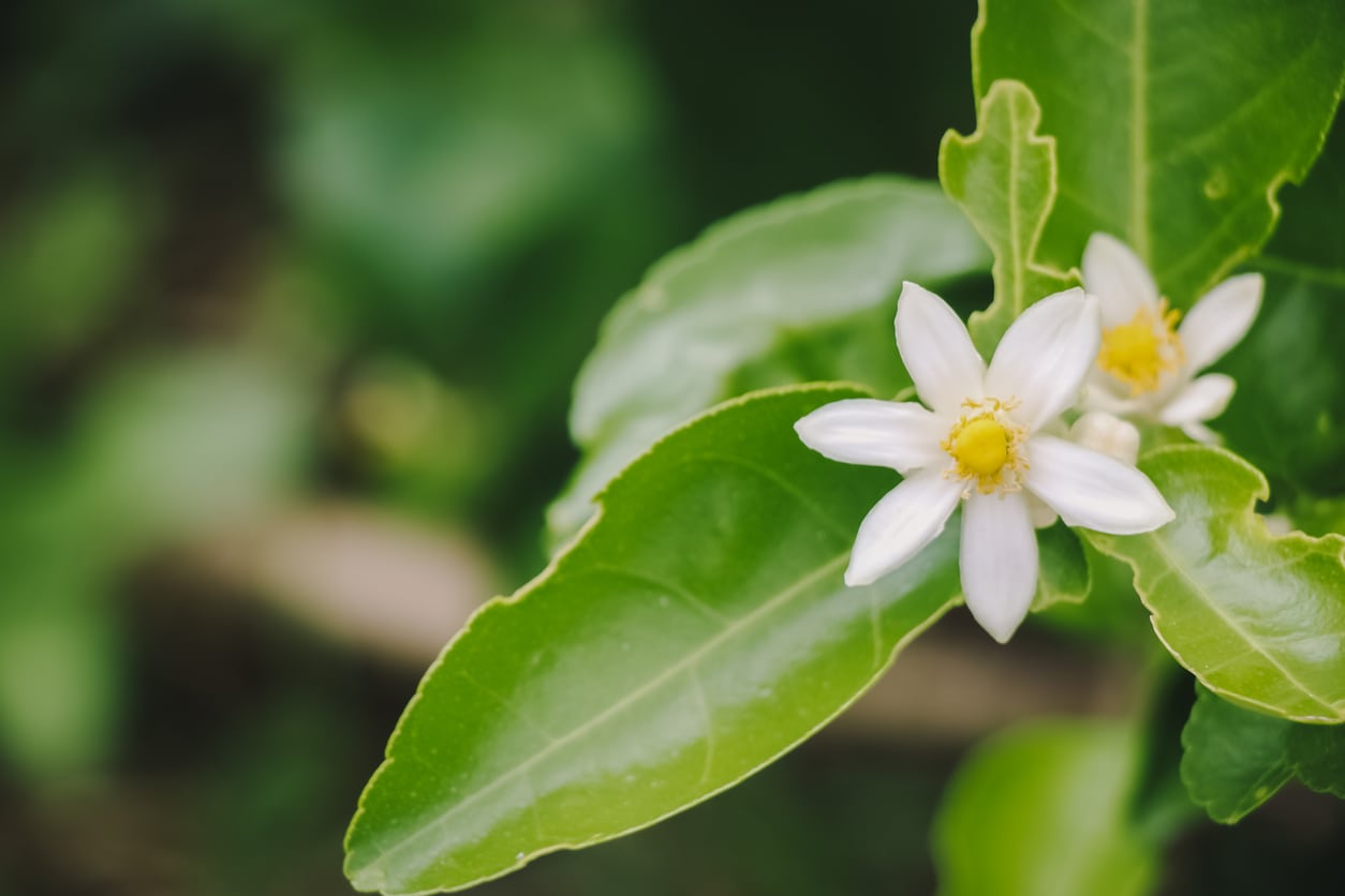Te explicamos como resolver el problema de aborto floral en citricos! - Pachamama Indoor Farming Culture