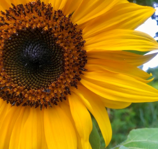 Semillas de Girasol Gigante de Montaña