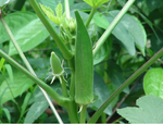 Semillas de Okra