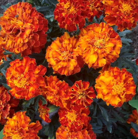 Semillas de Tagetes Enano