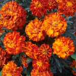 Semillas de Tagetes Enano