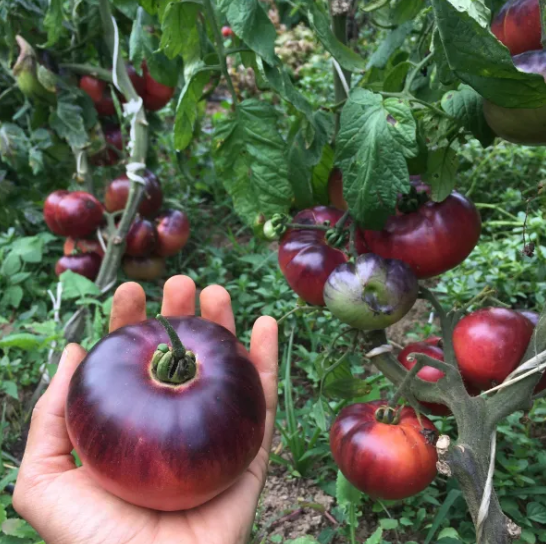 Semillas de Tomate Belleza Azul