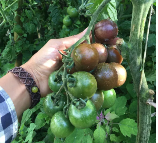 Semillas de Tomate Cherry Chocolate