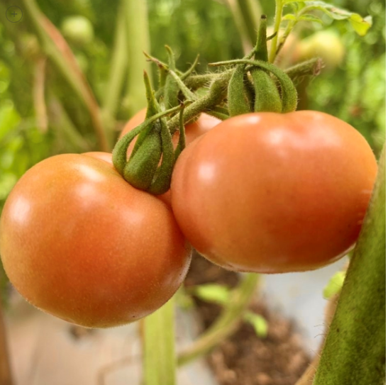 Semillas de Tomate Cherry Diamante Rosa