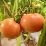 Semillas de Tomate Cherry Diamante Rosa