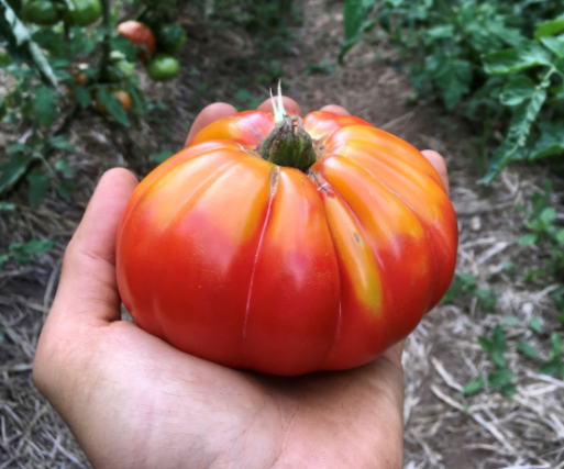 Semillas de Tomate Mutxamel