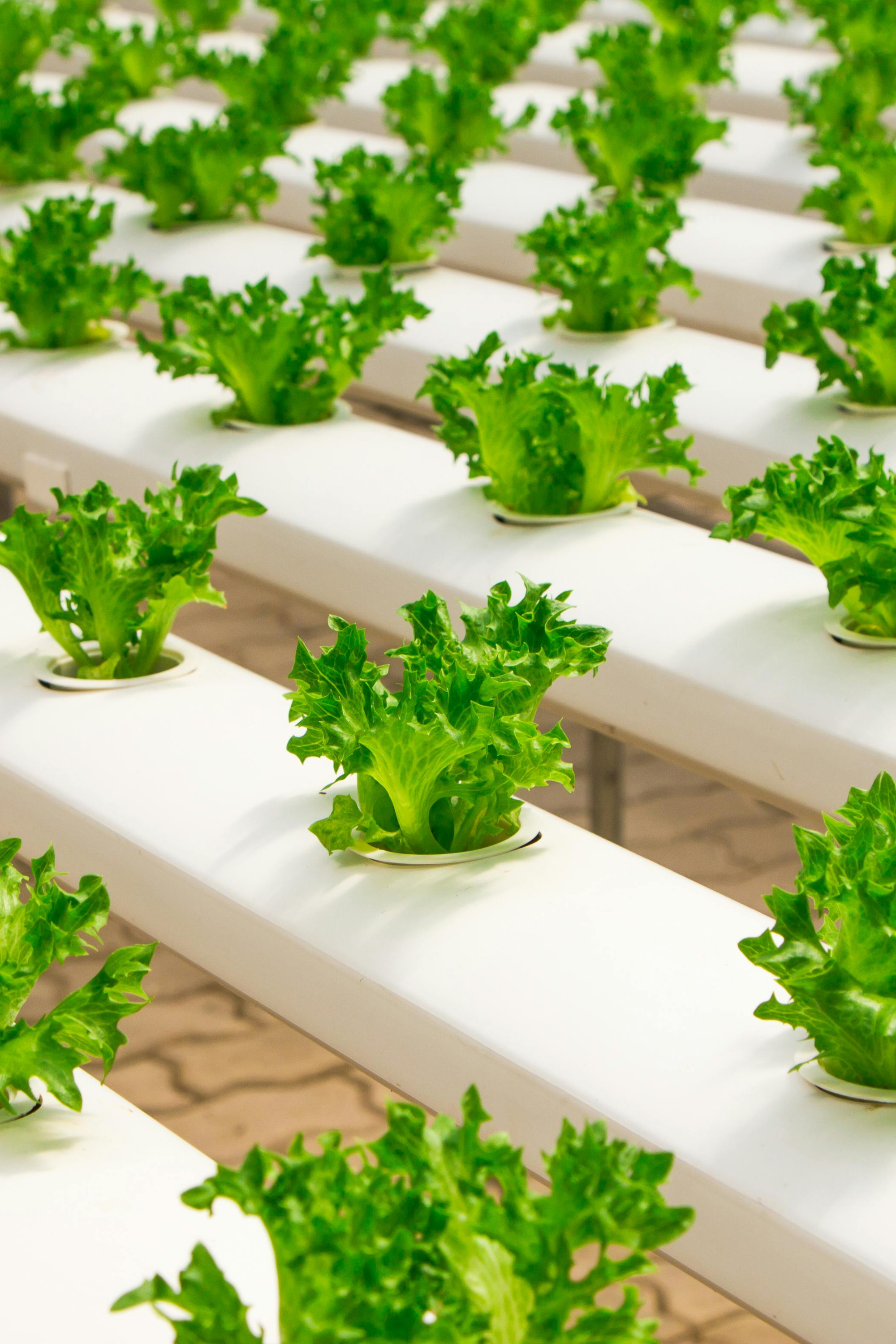 Pachamama Indoor Farming Culture