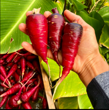 Semillas de Zanahoria Cósmica Morada