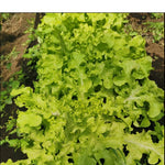 Semillas de Lechuga Salad Bowl
