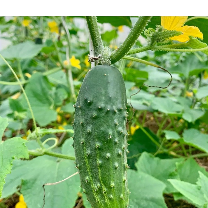 Semillas de Pepino Super Cliente