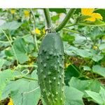 Semillas de Pepino Super Cliente