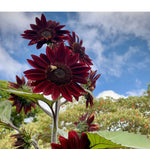 Semillas de Girasol Chocolate