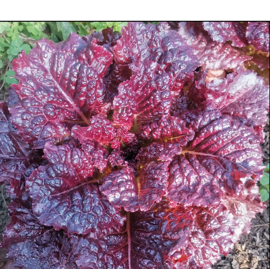 Semillas de Lechuga Merlot