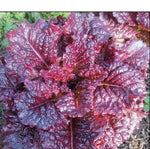 Semillas de Lechuga Merlot