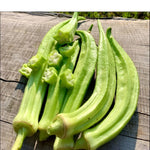 Semillas de Okra Birmana
