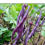 Semillas de Vainica Morada Tipi