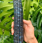 Semillas de Maíz Azul Guatemalteco