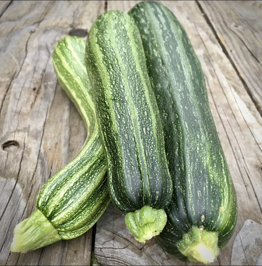 Semillas de Zucchini Cocozelle
