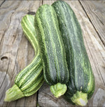 Semillas de Zucchini Cocozelle