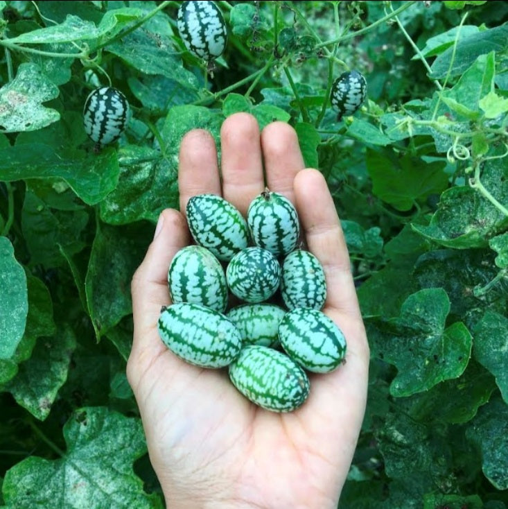 Semillas de Pepino Sandia