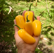 Yellow Jalapeño Seeds