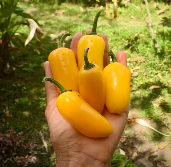 Semillas de Jalapeño Amarillo