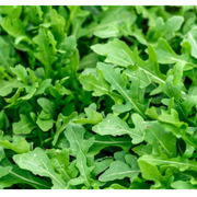 Arugula seeds
