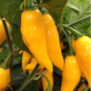 Lemon Chili Seeds