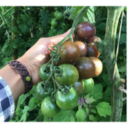 Semillas de Tomate Cherry Chocolate