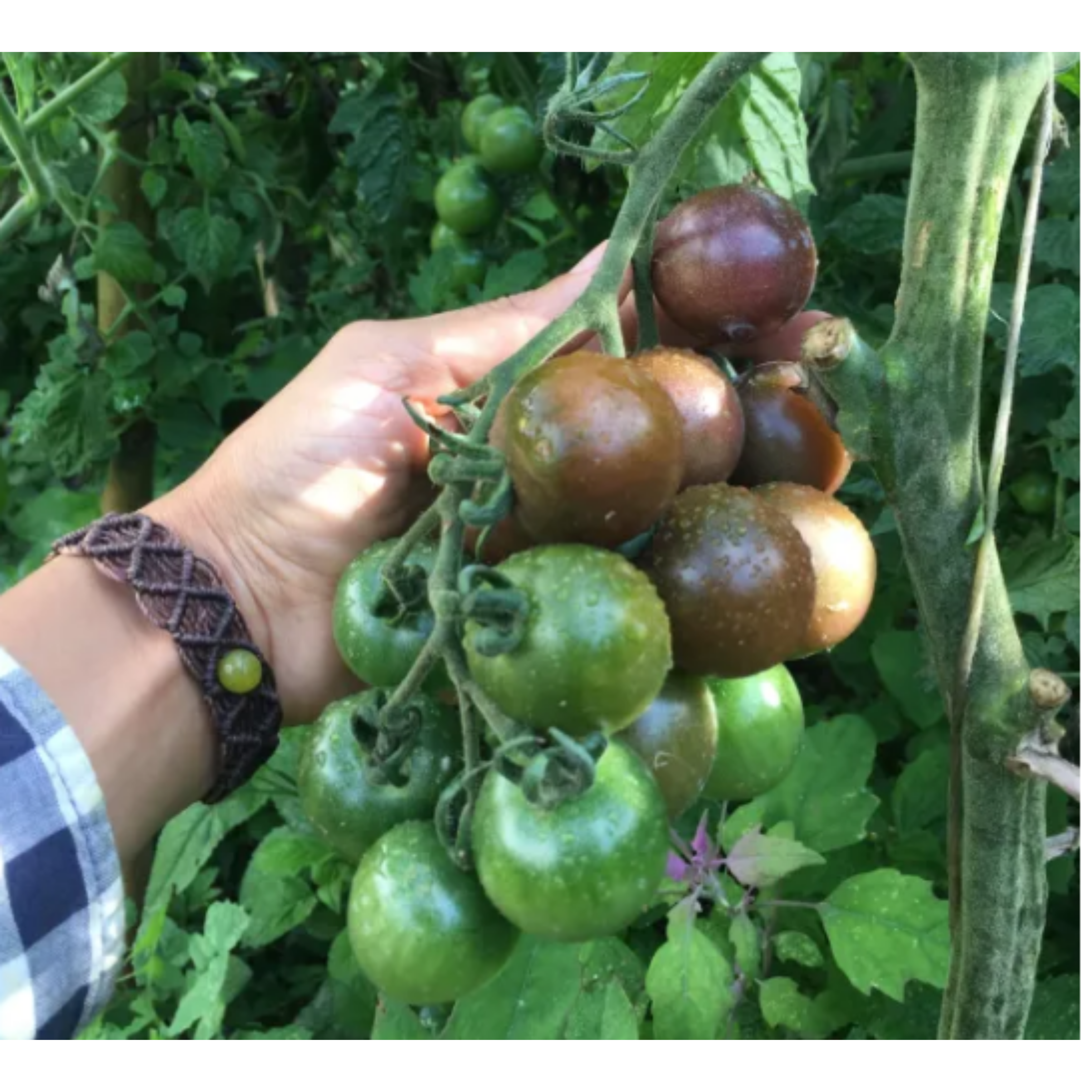 Semillas de Tomate Cherry Chocolate