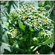 Broccoli Piracicaba Seeds