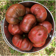 Semillas de Tomate Berkeley Rosa