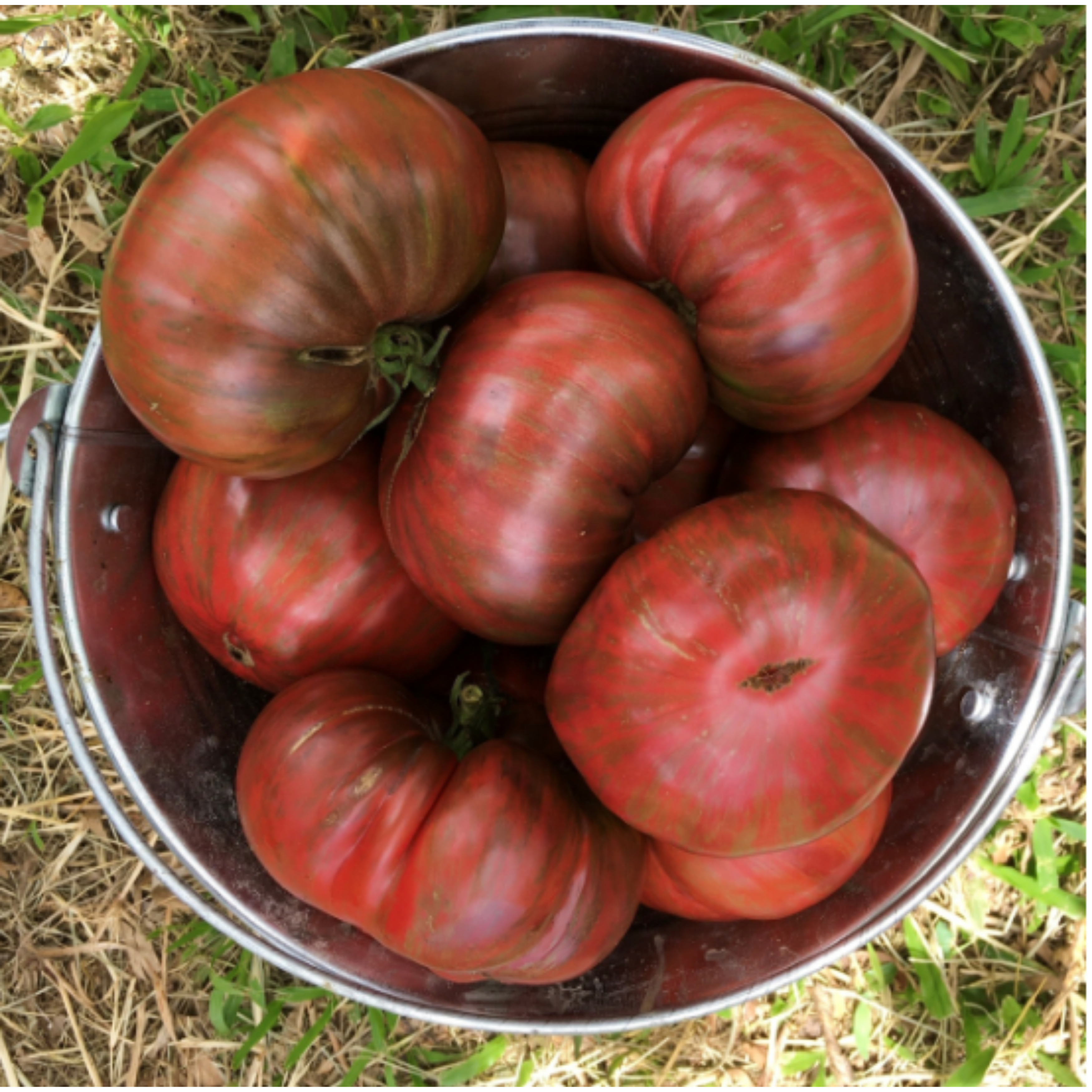 Semillas de Tomate Berkeley Rosa