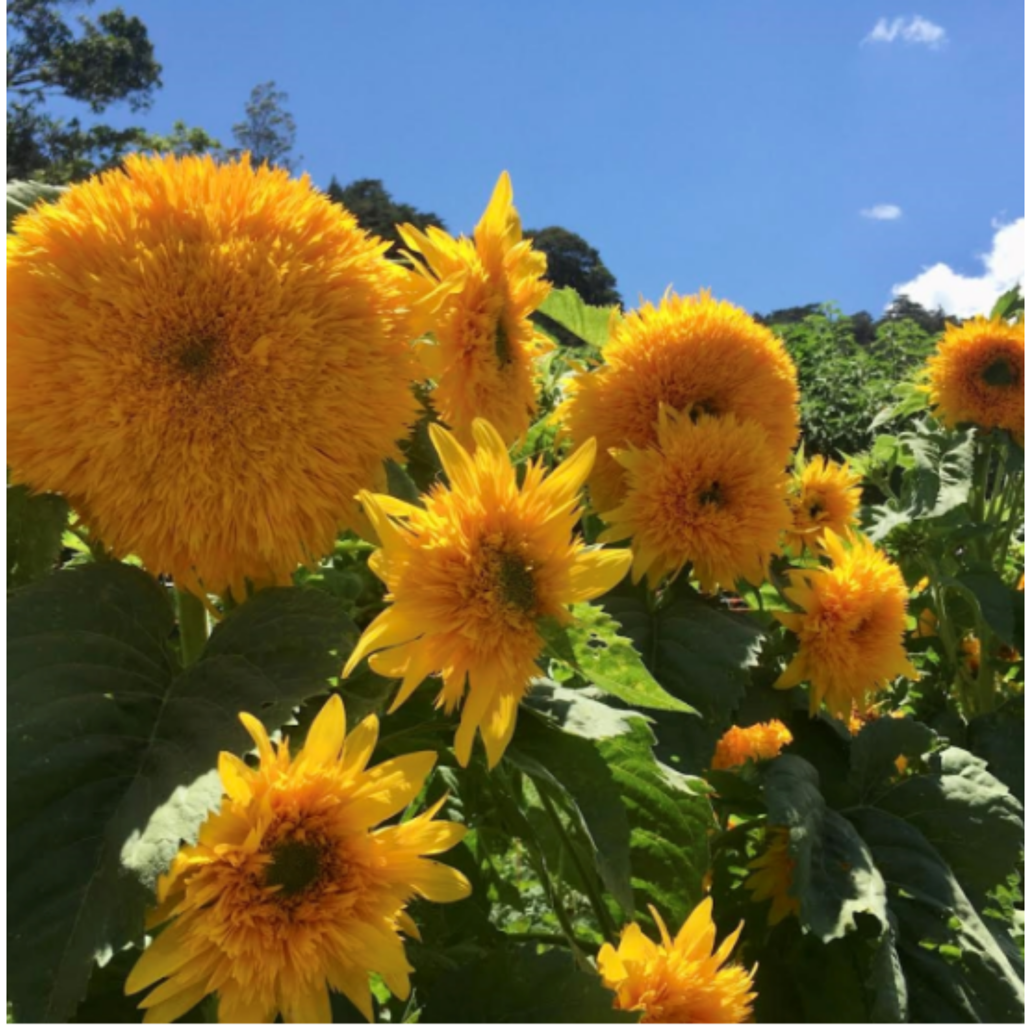 Semillas de Girasol Goldy Doble