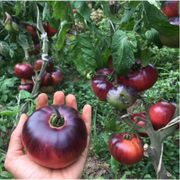 Tomato Seeds Blue Beauty