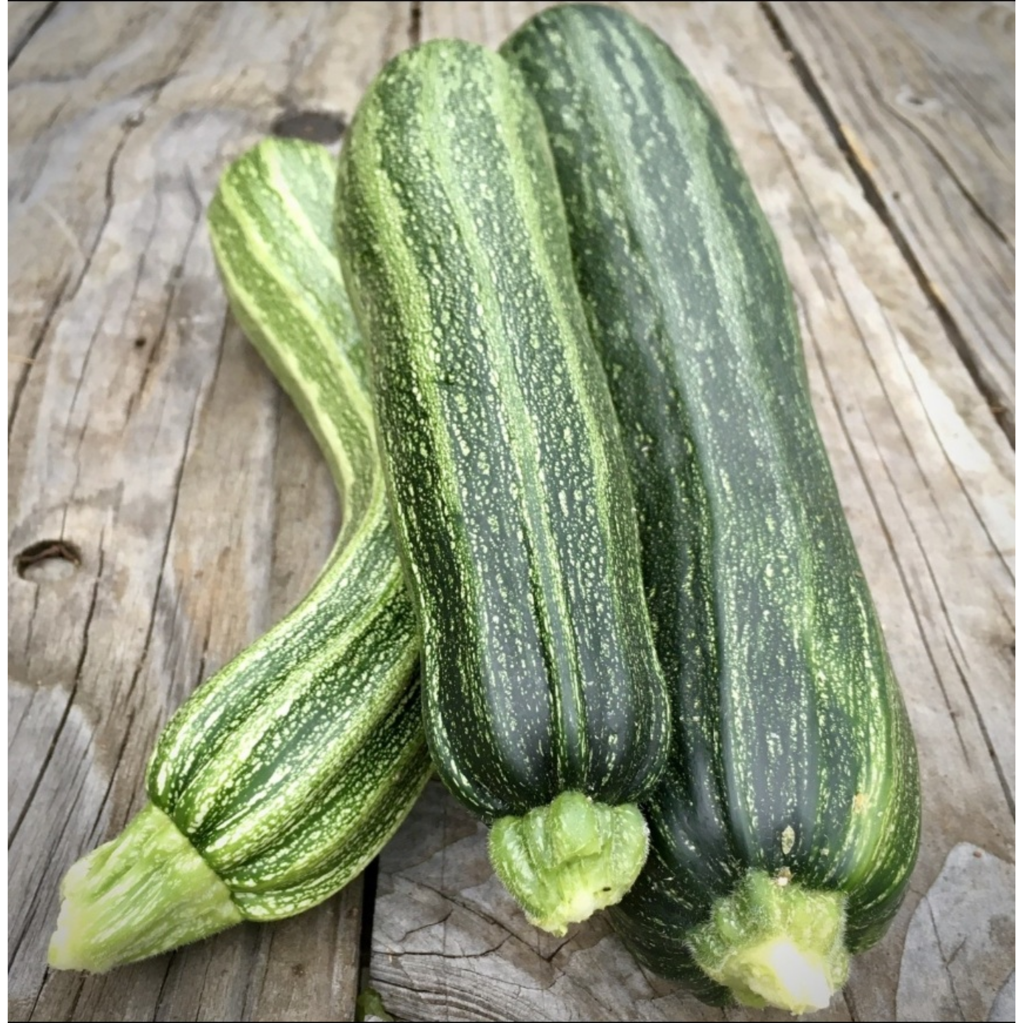 Zucchini Cocozelle Seeds