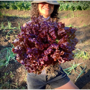 Purplus Lettuce Seeds