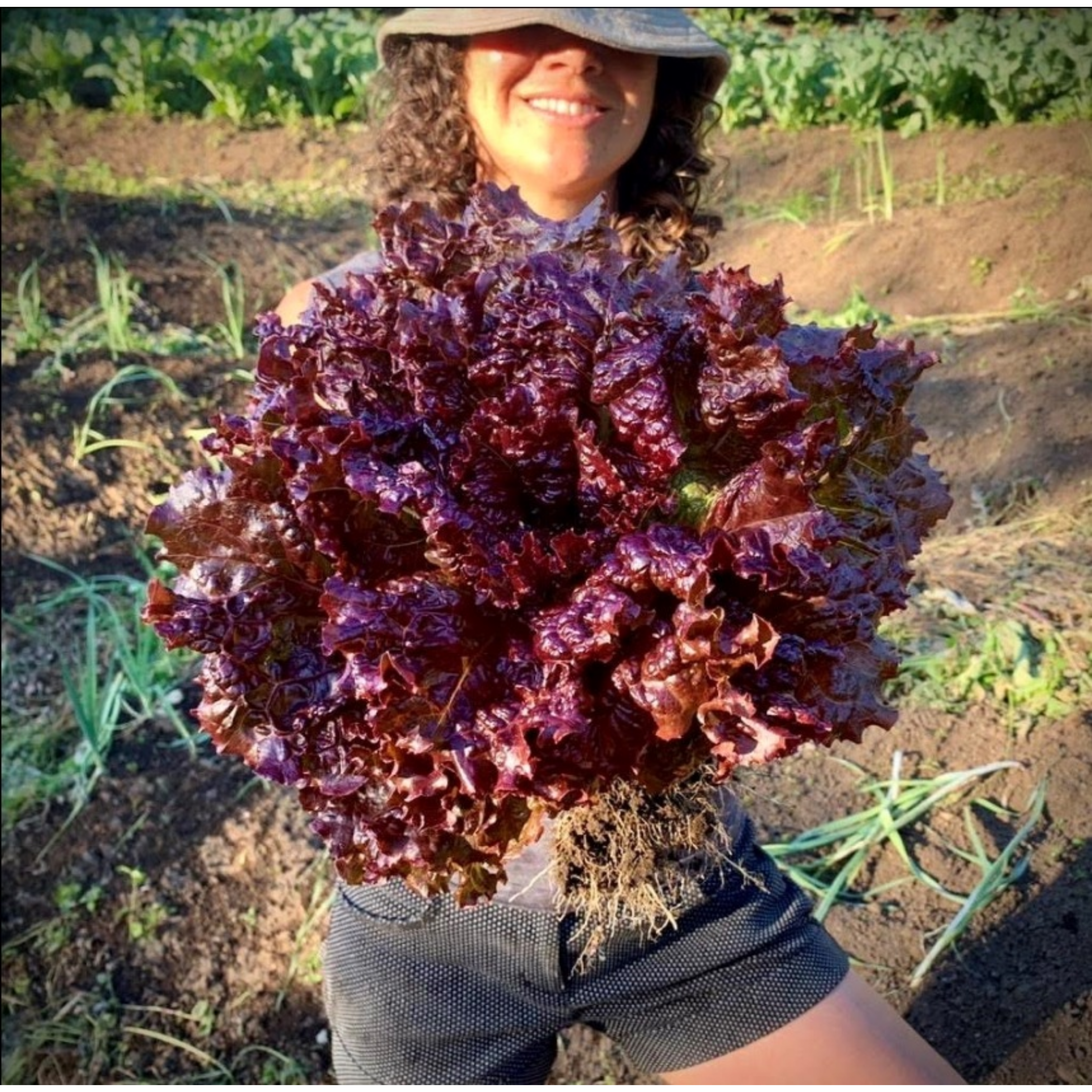 Semillas de Lechuga Purplus