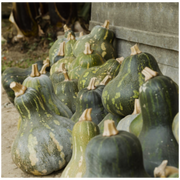 San Ramón Calabash Seeds