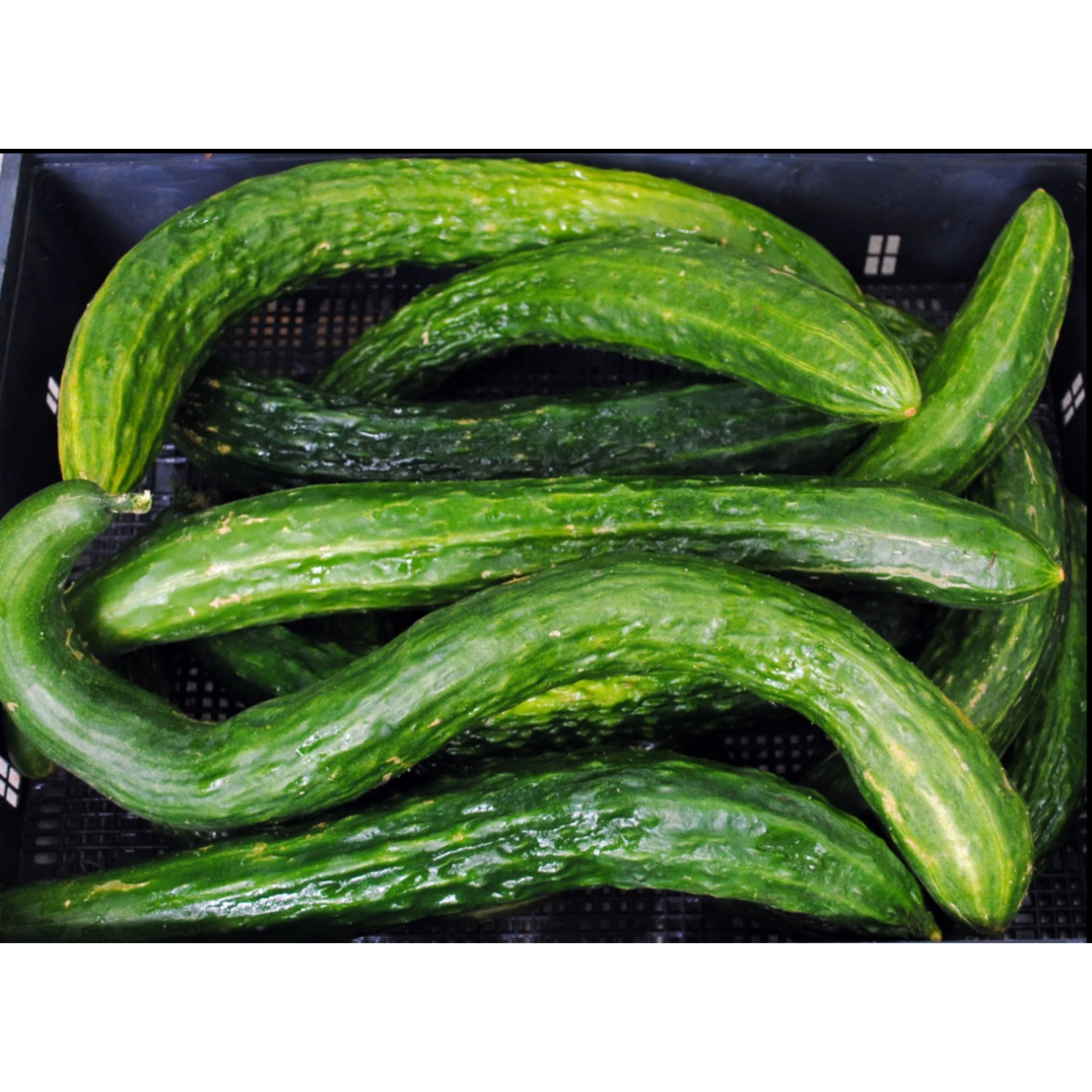 Suyo Long Cucumber Seeds