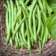 French Bean Seeds La Cima