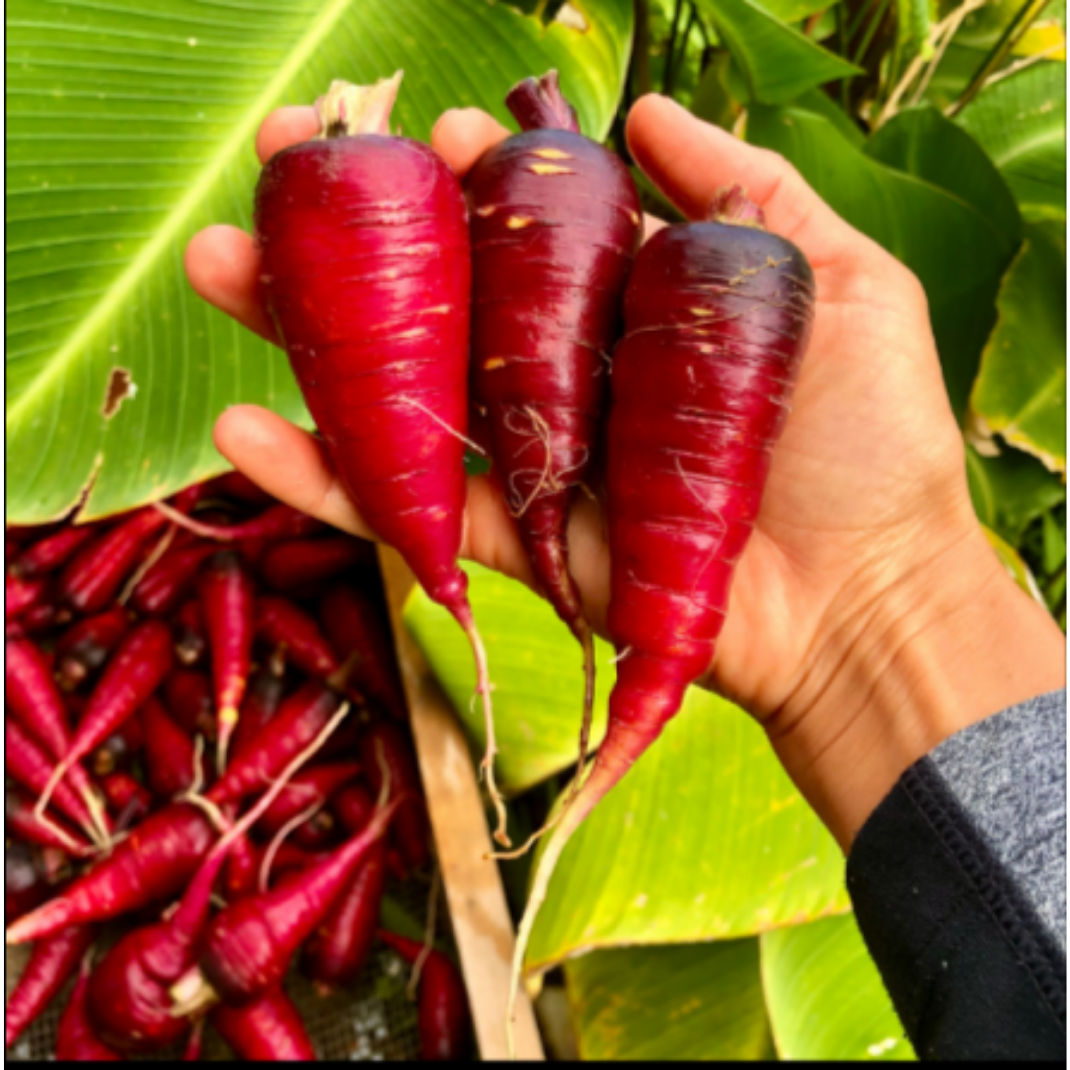 Semillas de Zanahoria Cósmica Morada