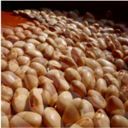 Semillas de Frijol Mantequilla