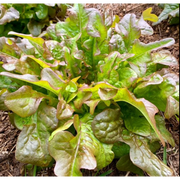 Lettuce Bronze Arrow Seeds