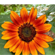 Velvet Sunflower Seeds
