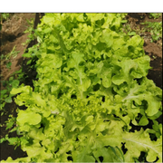 Semillas de Lechuga Salad Bowl